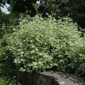 Саженец барбариса неплодоносящего Грин Карпет (Green Carpet)