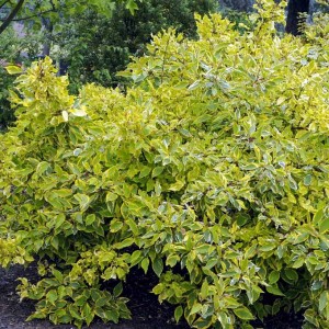 Саженец дерена Гухалти  (Gouchaultii)