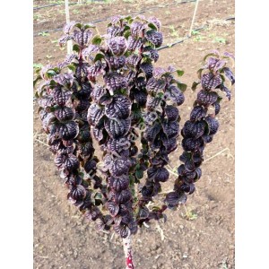 Саженец дерена красного Компресса (Compressa)