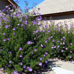 Саженец гибискуса Хьюгеля