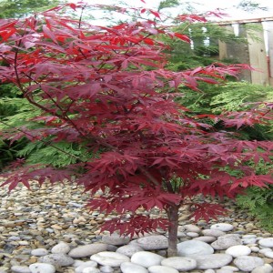 Саженец клёна Гиннала (40-60 см)