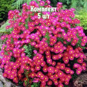 Комплект 5шт / Астра новобельгийская Ред