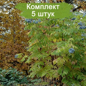 Саженцы бузины голубой Блю Берри (Blueberry) -  комплект 5 шт.