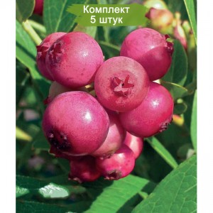 Саженцы голубики Пинк Лимонад (Pink Lemonade) -  комплект 5 шт.
