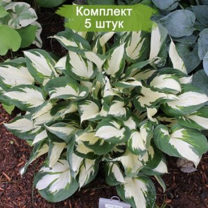 Саженцы хосты Лоялист (loyalist) -  комплект 5 шт.