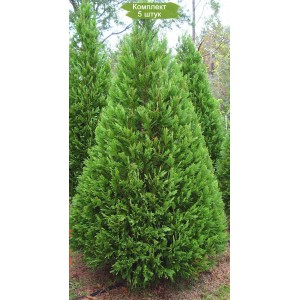 Саженцы кипарисовика Лейланда 60-100 см -  комплект 5 шт.