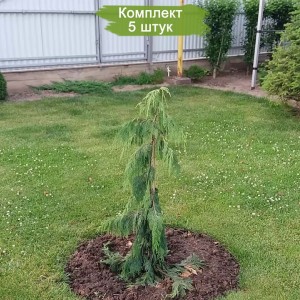 Сеянцы кипарисовика Нутканского (до 20 см) -  комплект 5 шт.