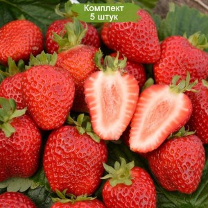 Саженцы ремонтантной клубники Сан-андреас (Средняя) -  комплект 5 шт.