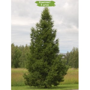 Саженцы лиственницы Сибирской 60-100 см -  комплект 5 шт.