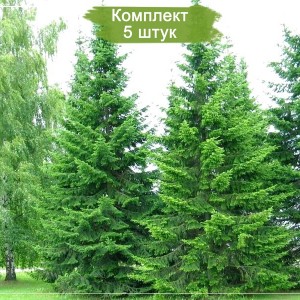 Саженцы лиственницы Сибирской (20-50 см) -  комплект 5 шт.