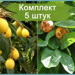 Саженцы мушмулы японской Премьер -  комплект 5 шт.