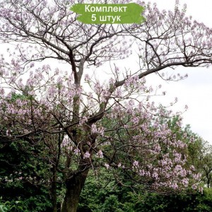 Саженцы павлонии Элонгата (Elongata) -  комплект 5 шт.