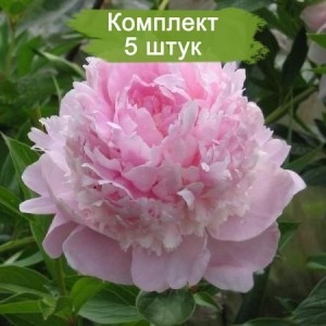 Саженцы пиона Angel Cheeks (Эйнджел чик ) -  комплект 5 шт.