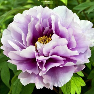 Саженцы пиона древовидного Excel Hemp Scarf Purple -  комплект 5 шт.