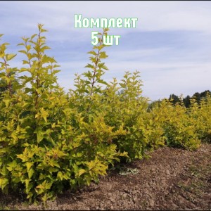 Комплект 5шт / Пузыреплодник калинолистный Лютеус