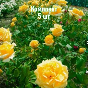 Комплект 5шт / Роза Голден Моника (чайно-гибридная)