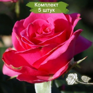 Саженцы чайно-гибридной розы Шокинг Версилия (Shocking Versilia) -  комплект 5 шт.