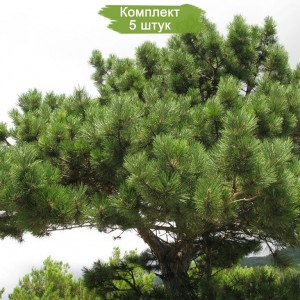 Саженцы сосны Крымской 60-100 см -  комплект 5 шт.