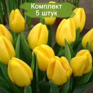 Луковицы тюльпана Стронг Голд (Strong Gold) -  комплект 5 шт.
