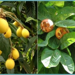 Саженец мушмулы японской Премьер