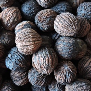 Саженец ореха черного Эмма К (Emma-K)