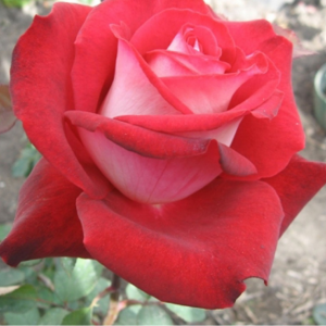 Саженец чайно-гибридной розы Николь (Nicole)