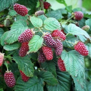 Саженец красной ежемалины Логан Берри (Loganberry)