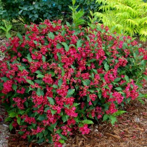 Саженец вейгелы цветущей Ред Принц (Red Prince)