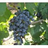 Виноград Данко