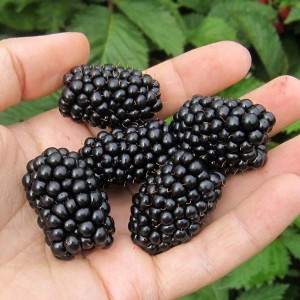 Саженец ежевики Чачакская Бестрна