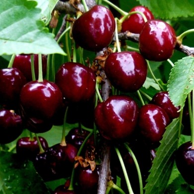 Черешня Ариадна