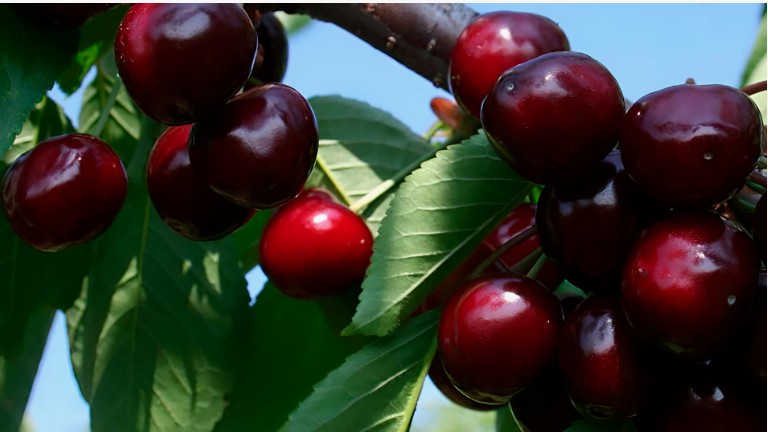 Черешня Веда