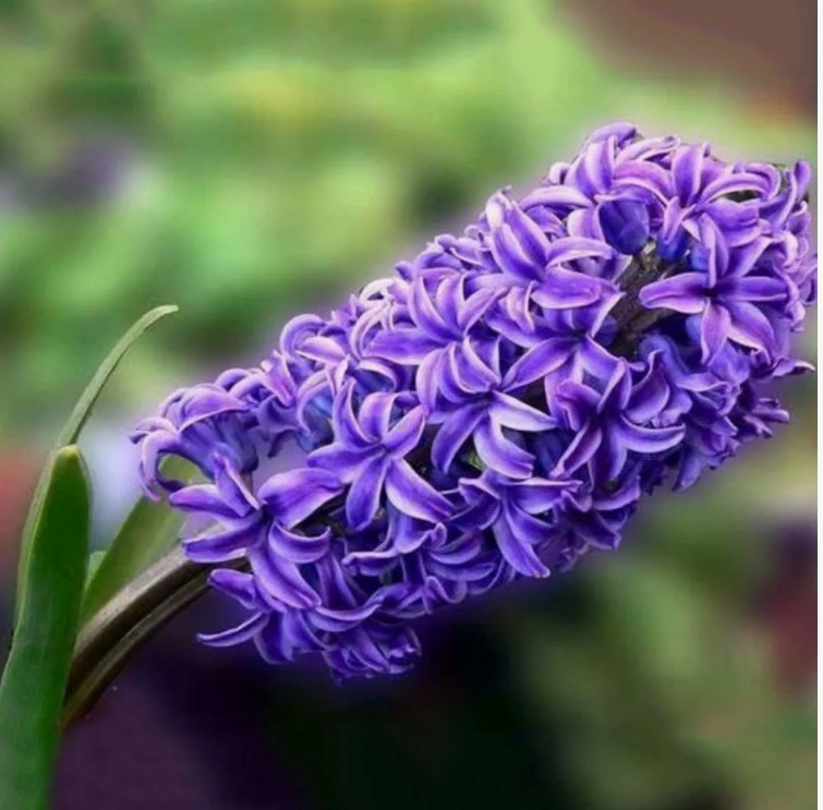 Гиацинт Питер Стайвесант