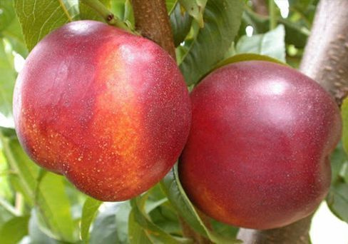 Нектарин Старго