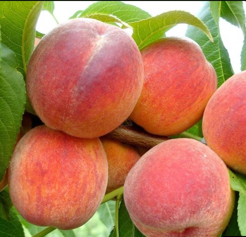 Персик Бархатный сезон