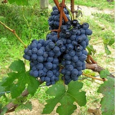 Виноград Барбера