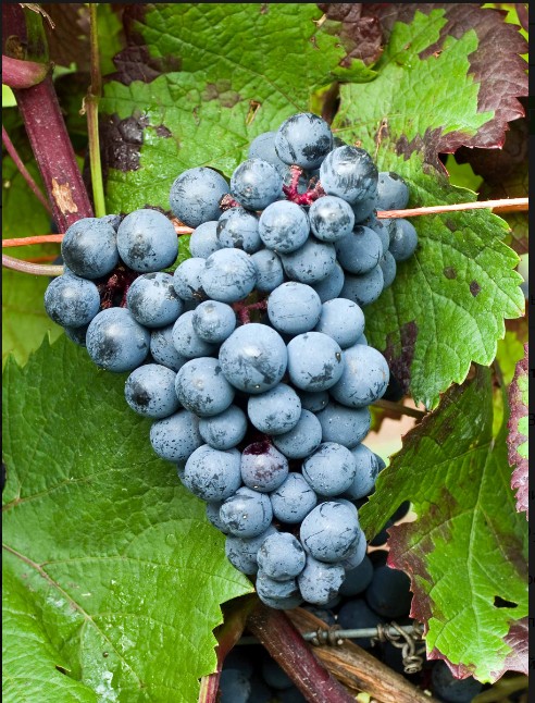 Виноград Голубок