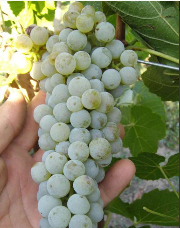 Виноград Грушевский белый