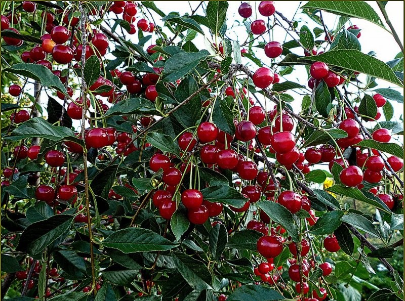 Вишня Обильная
