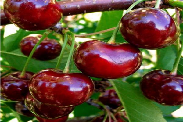 Вишня Орлица