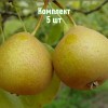Комплект 5шт / Груша Башкирская Летняя