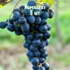 Комплект 5шт / Виноград Амур