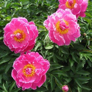 Саженец пиона Огюст Дессер (August Dessert )