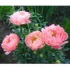 Саженец пиона Корал Чарм (Coral Charme )